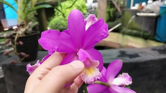 Cattleya Loddigesii