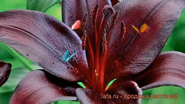 Лилия азиатская Найт Райдер (night rider) ? обзор: как сажать, луковицы лилии Найт Райдер смотреть онлайн