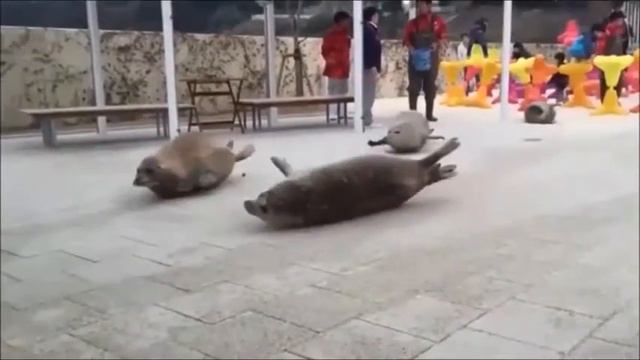 тюлени смотреть онлайн