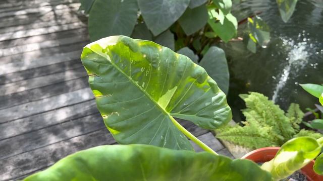 1237 Garden - VLOG 21 - Unboxing Alocasia Macrorrhiza Variegata смотреть онлайн