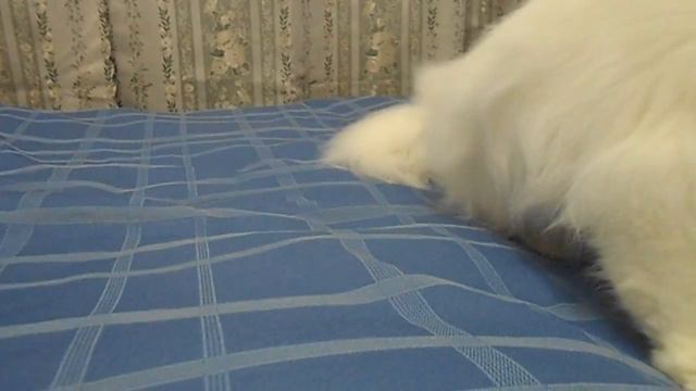 Копия видео "Персидская Белее белого" смотреть онлайн