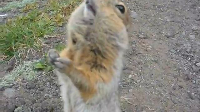 Еврашка на камчатке ;) смотреть онлайн