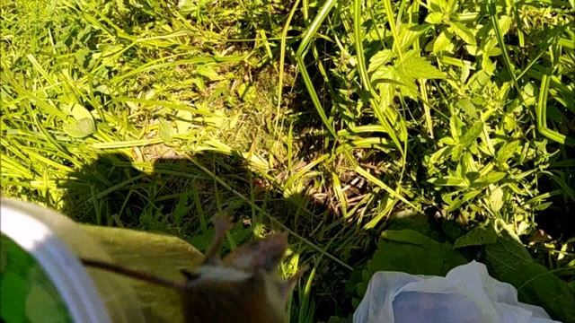 Полевая мышка продолжает хулиганить смотреть онлайн
