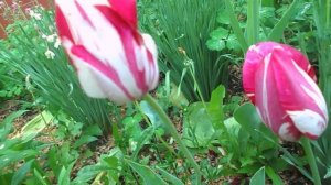 Болезни тюльпанов. Пестролепестность