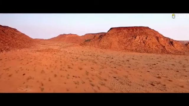 Stenocara Gracilipes (Namib Desert Bettle) смотреть онлайн