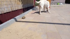 Среднеазиатская черепаха дома