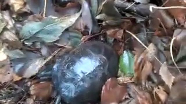 Черепаха на реке сулици смотреть онлайн