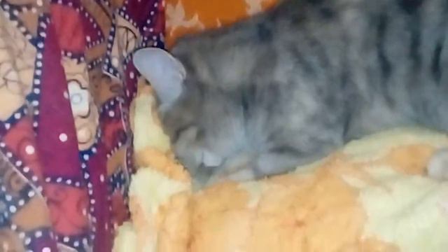 Кошка как медведь лапку сосет дурында))) смотреть онлайн
