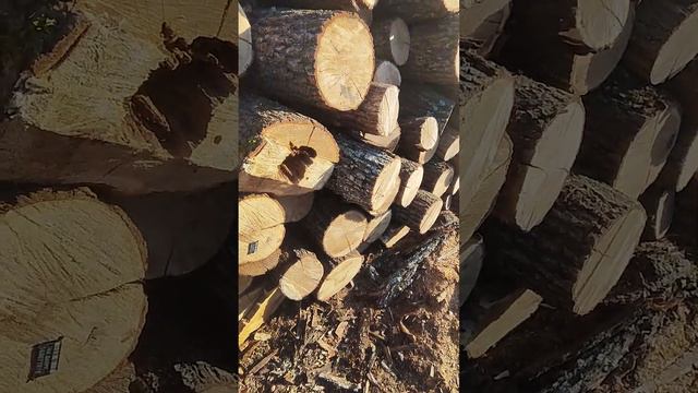 новые дрова Одесса смотреть онлайн