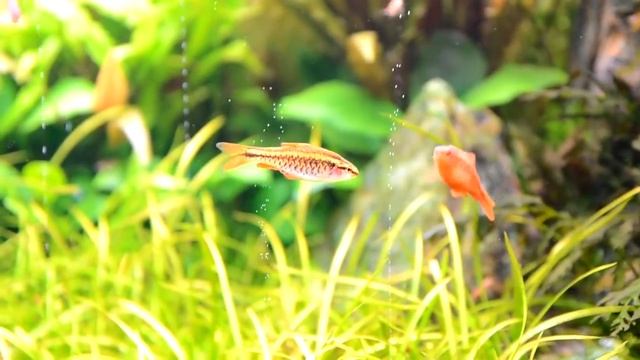 Барбус вишневый Barbus titteya смотреть онлайн