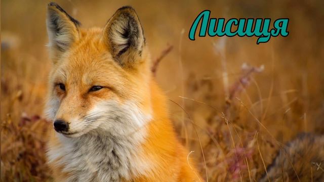 🐆🫎Тварини для дітей, звуки тварин. Тварини Північної Америки. #звукитварин