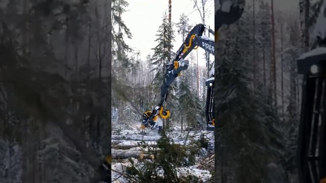 Собственная заготовка зимнего леса в Архангельской области для строительства смотреть онлайн