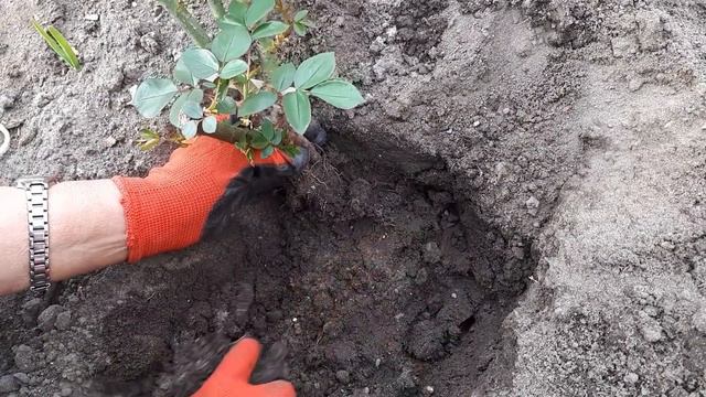 Роза. Сколько шарма, прелести, изыска! Сколько силы в царственном цветке! смотреть онлайн