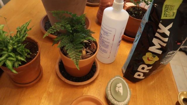 How to display your indoor plants! 🍃🌷Blooming Miracles смотреть онлайн