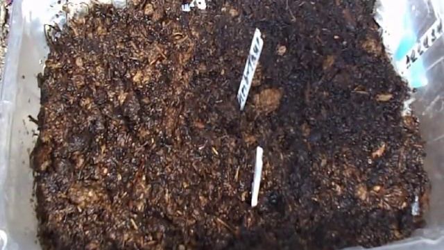 Гибискус, левизия - посев и сроки всходов. смотреть онлайн