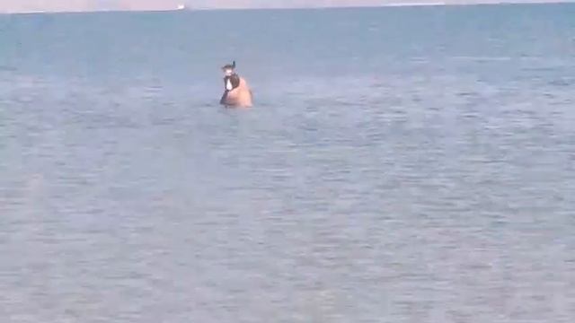 #HORSES SEA TRAINING AND WORK OUT RACEHORSES SWIMMING #КИПР #ЛОШАДИ ПЛАВАНИЕ НА МОРЕ смотреть онлайн