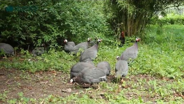 Петух и цесарки смотреть онлайн