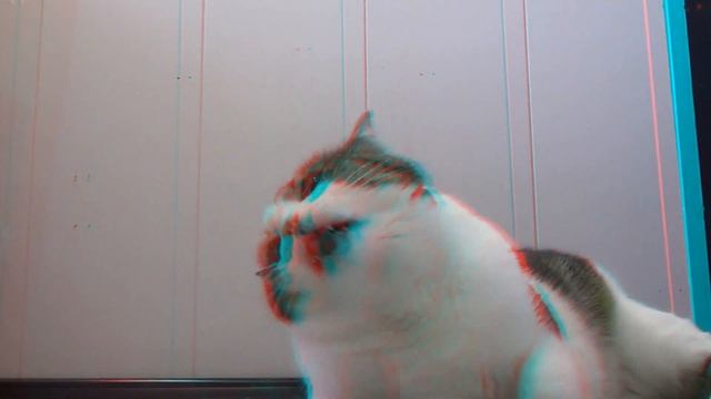 Cat inside screen 3D anaglyph смотреть онлайн