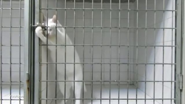 Потрясение...кот-медвежатник смотреть онлайн