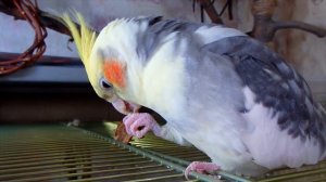 ПОЧЕМУ ПОПУГАЙ СКРИПИТ КЛЮВОМ? Опасно ли это.