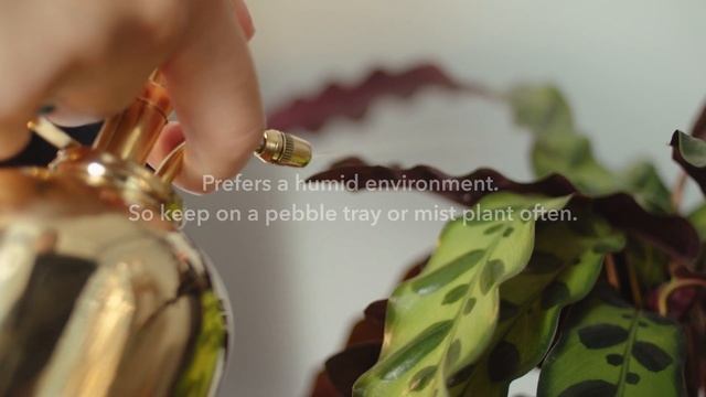 Houseplant Care: Rattlesnake Plant (Calathea Lancifolia)