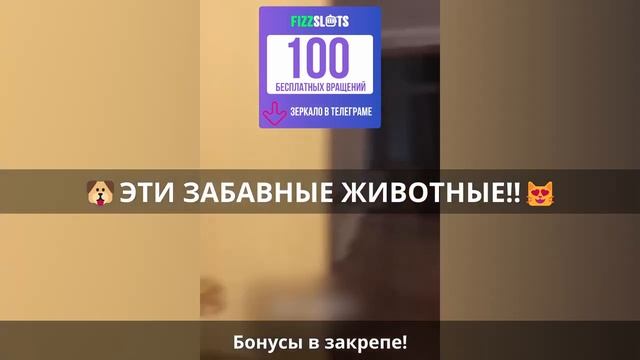 Нарезки 2023? Смешные животные до слез! ? Эпизод 501 смотреть онлайн