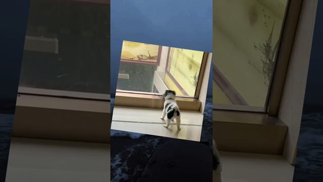 1000002368.mp4 смотреть онлайн