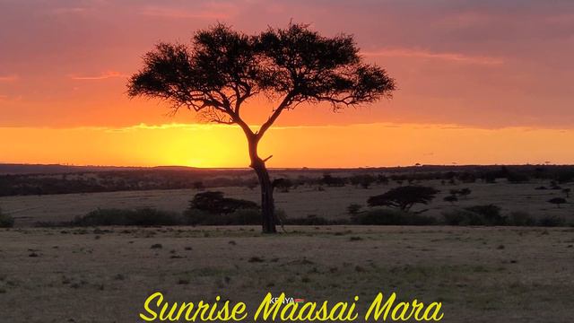 Animal & Wildlife 4K - Scenic Wildlife Film With Calming Soundtrack - 4K Video Ultra HD