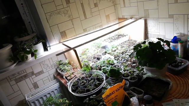 Лучшее средство от мошек на рассаде! Мои очередные покупки не покажу смотреть онлайн