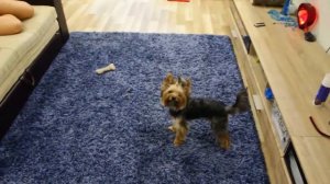 Смешные Йорки