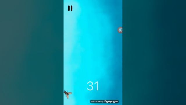 Прохождение Игры для Кошек Быстрая муха смотреть онлайн