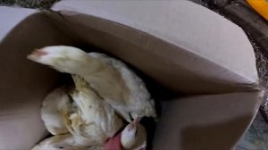 Заказала кур в Несушки.ру - я в шоке. Честный отзыв #Nesushki.ru