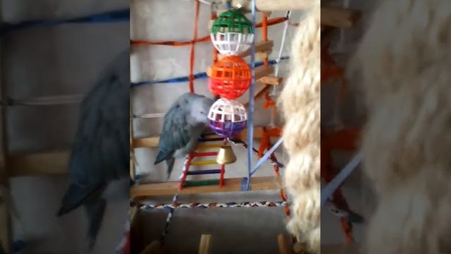 Шура остался без хвоста!!!! смотреть онлайн