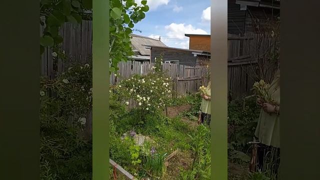?Жёлтые ирисы? Белый куст розы?15. 06.2021 г. смотреть онлайн