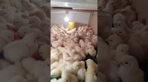 Цыпленок бройлера кобб 500 испания вывод 11 марта