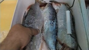 ВЯЛЕНЫЙ ЧЕБАК