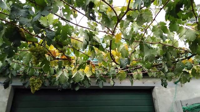 Виноград Талисман (Кеша 1) смотреть онлайн