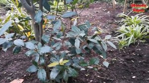 Еще один помощник в огороде. Лавр благородный и лаврушка.