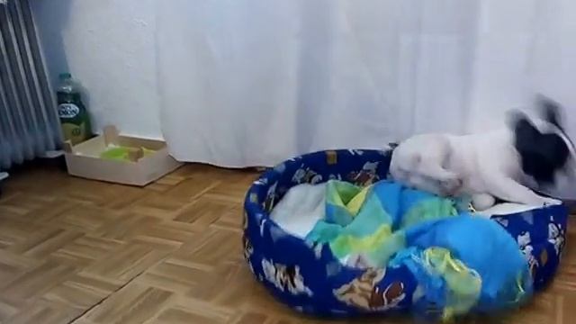 французский бульдог - Сушим после бани )) смотреть онлайн