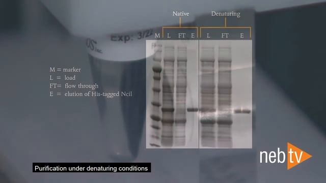 Quick Tips – Ni-NTA Magnetic Beads for His-tag Purification смотреть онлайн