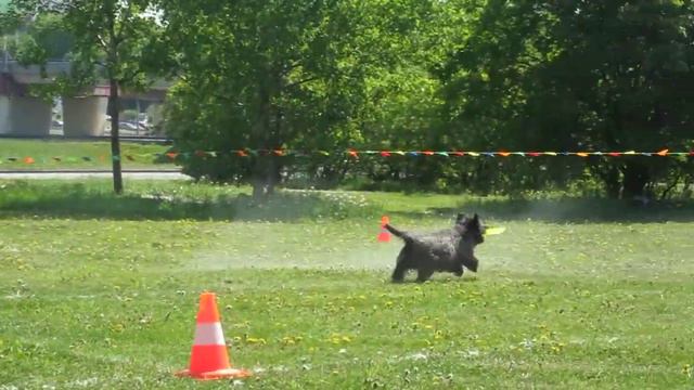 Левина Анна Керн терьер Григус Аалборг смотреть онлайн