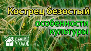 Кострец - кормовая культура