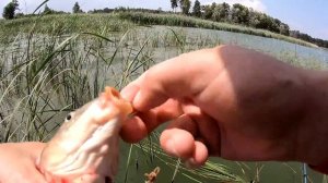 РЫБАЛКА НА БОКОВОЙ КИВОК! ЛОВЛЯ САЗАНА, КАРАСЯ НА УДОЧКУ С БОКОВЫМ КИВКОМ!