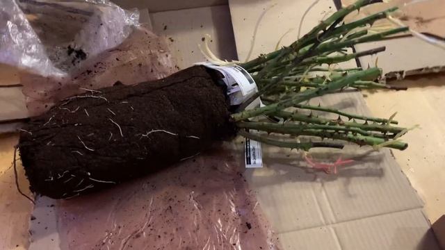 Распаковка посылка из питомника Роз Элит смотреть онлайн