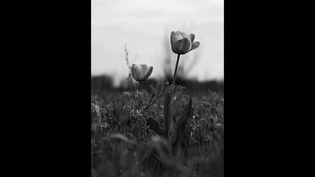 Canon Lens EF 50mm 1:1.8 II Доступный объектив для творчества. Примеры фотографий. смотреть онлайн