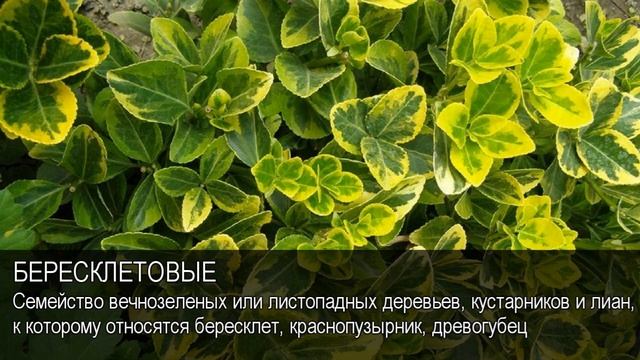 Бересклетовые. Толковый Видеословарь русского языка смотреть онлайн