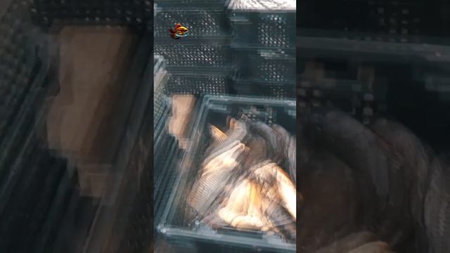 Рыбалка Зарыбление Какой бывает Карп озера Касарги #shorts смотреть онлайн