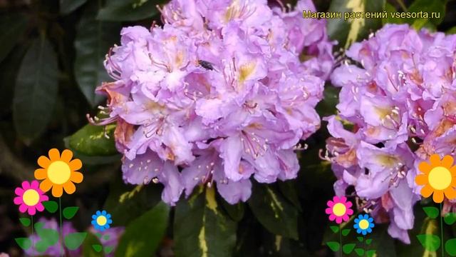Рододендрон гибридный Голдфлиммер. Краткий обзор, описание характеристик rhododendron Goldflimmer смотреть онлайн