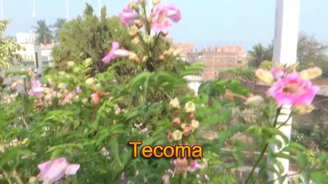 Summer season में भी होगी अब फूलों की बहार Heavy flowering करने वाले low maintenance permanent पौधे смотреть онлайн