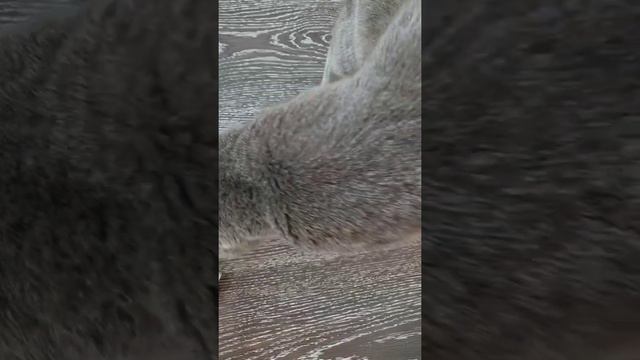 Цистит приступы. Отзыв у кошки